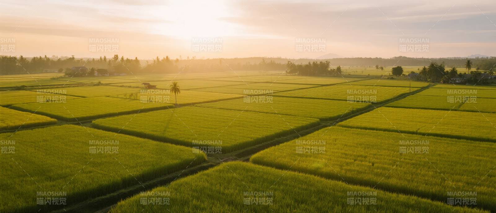 金色稻田晨曦照图片