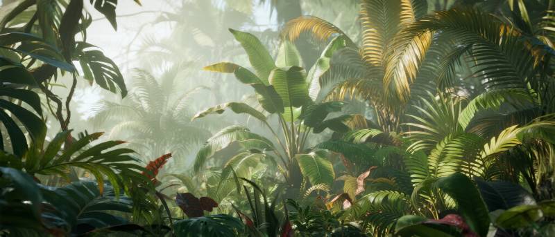 热带雨林晨雾图片