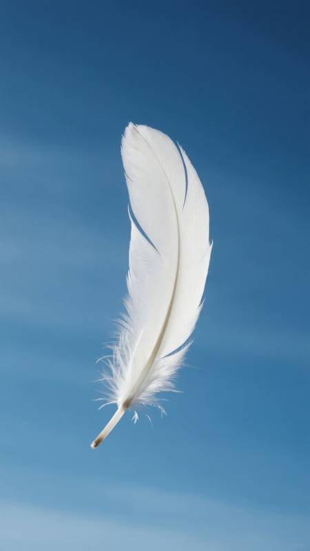 羽落蓝天图片