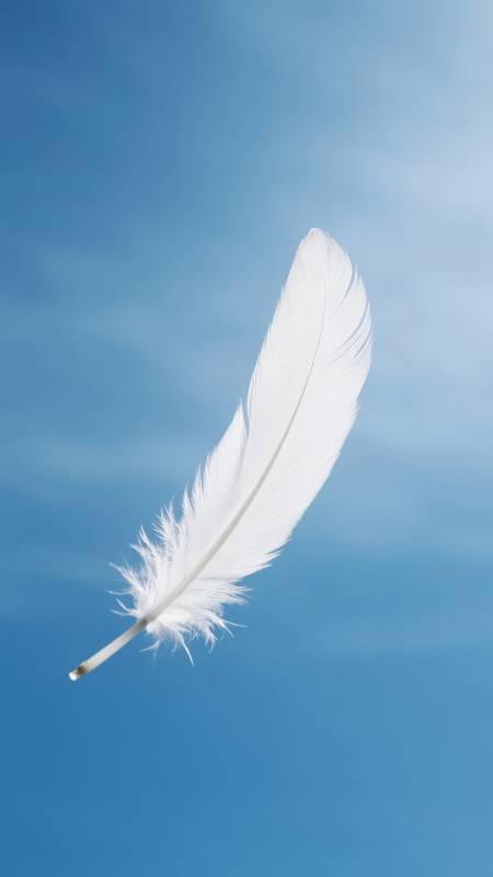 羽落蓝天图片