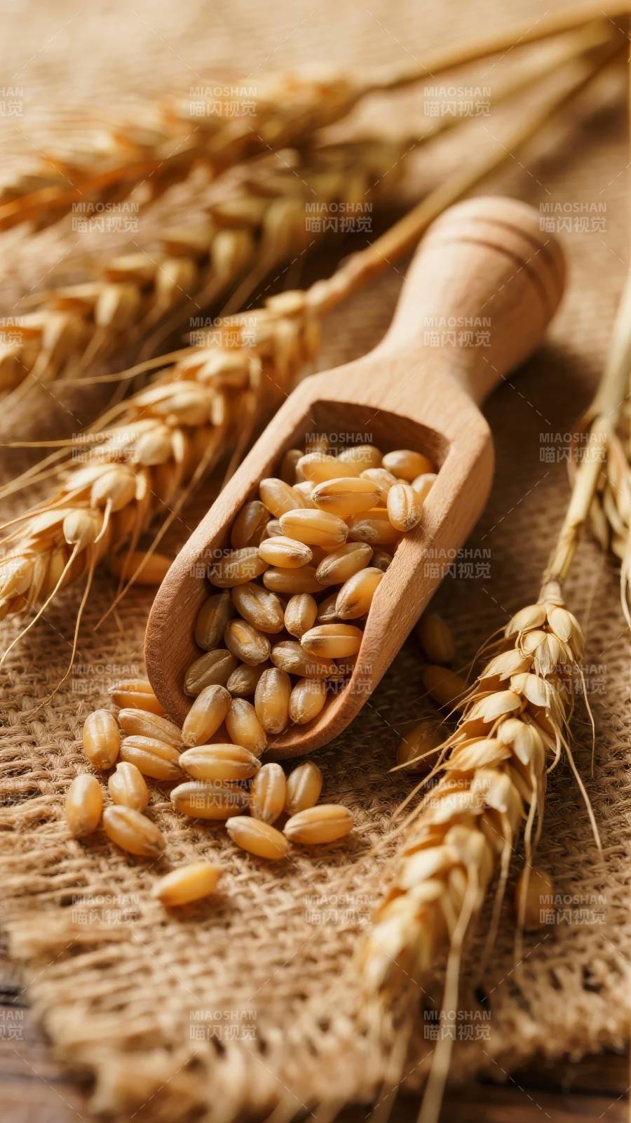 麦穗与木勺中的麦粒图片