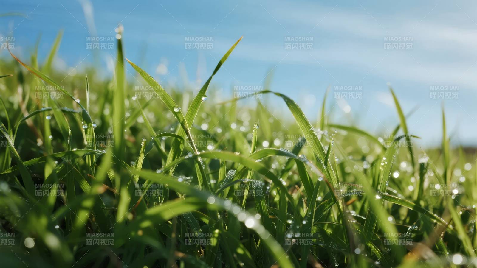 晨露草尖 清新自然图片