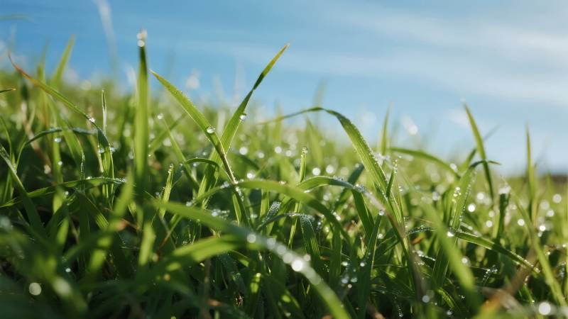 晨露草尖 清新自然图片