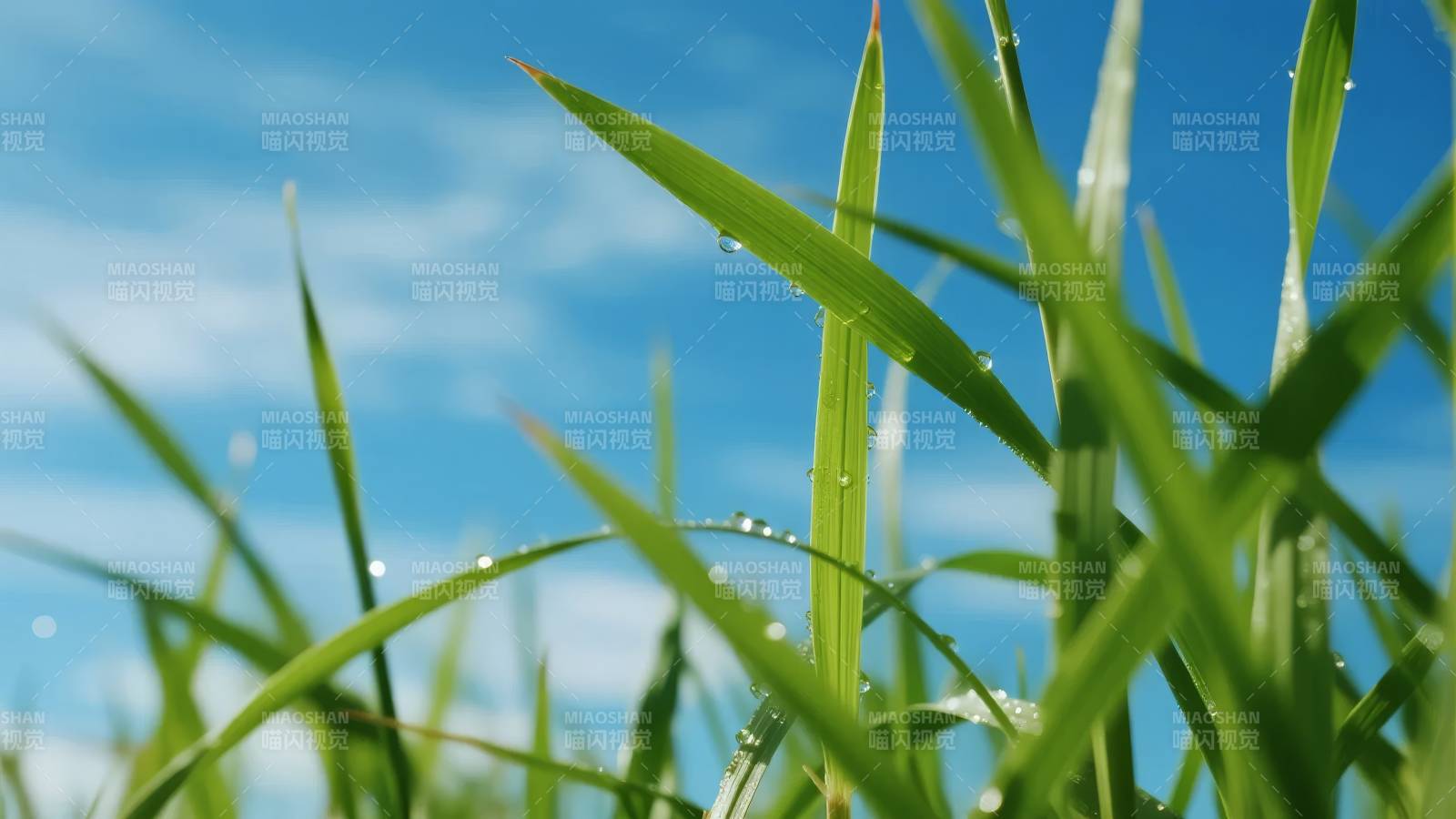 露珠草叶映蓝天图片