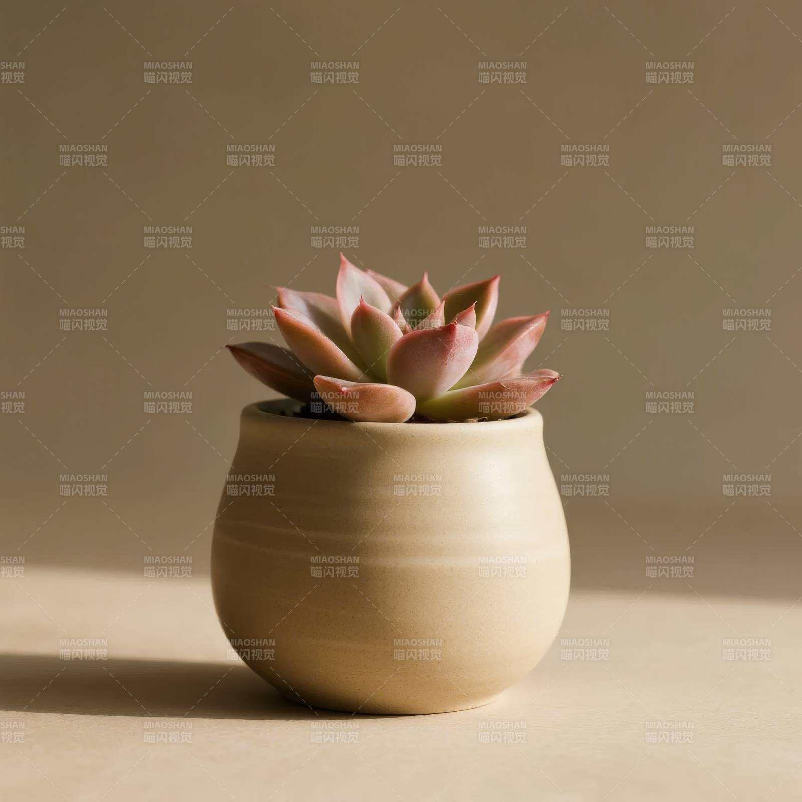 多肉植物静物图片