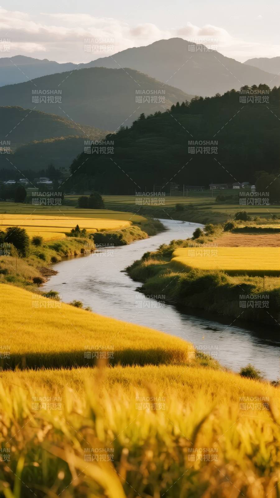 金秋稻田溪流图片