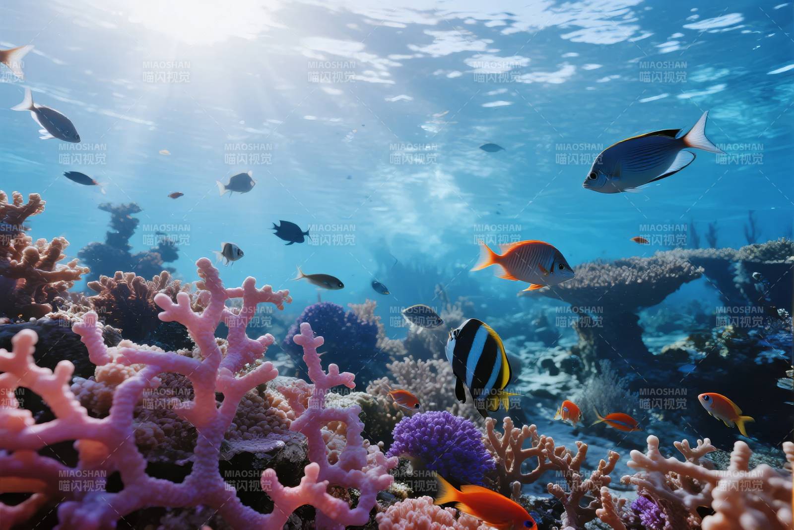 珊瑚礁鱼群游弋图片