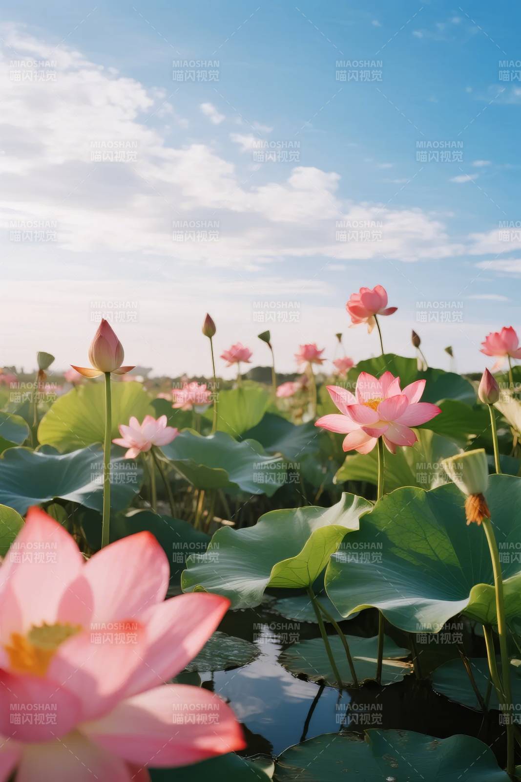 荷花映水 晴空万里图片