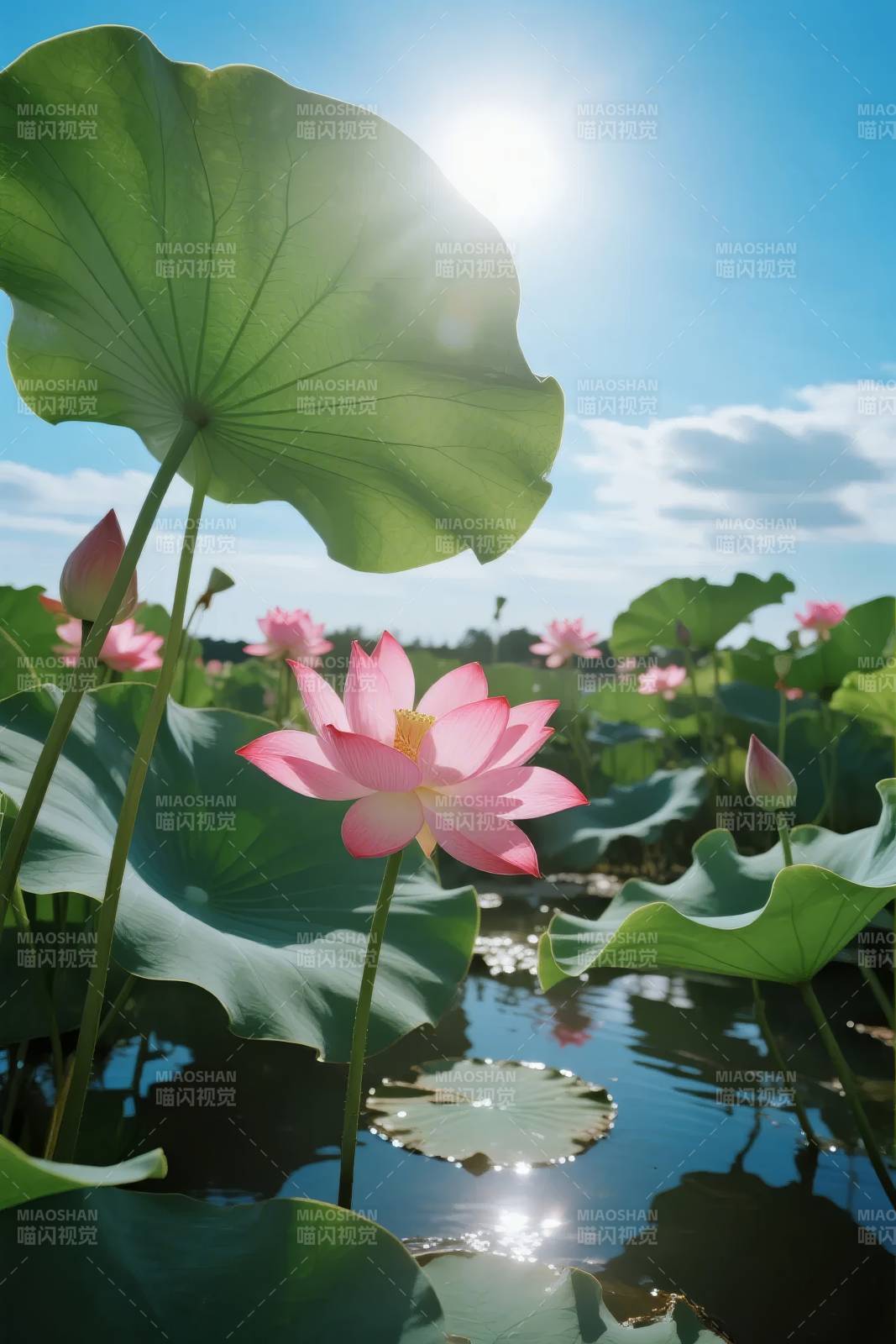 莲叶映日 花开满塘图片