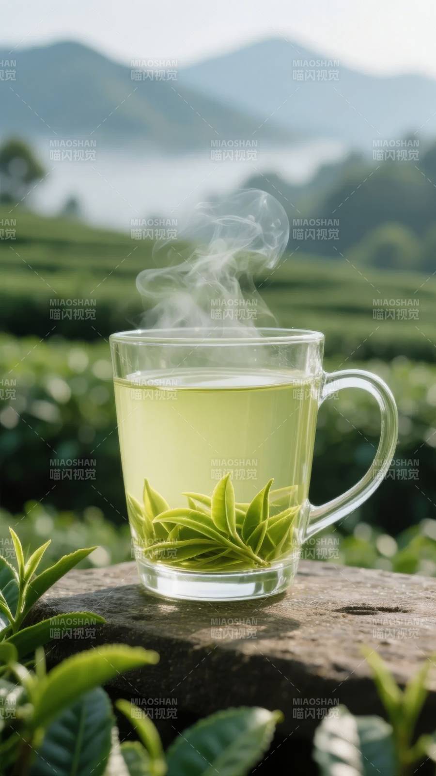 茶香四溢 山间静谧图片