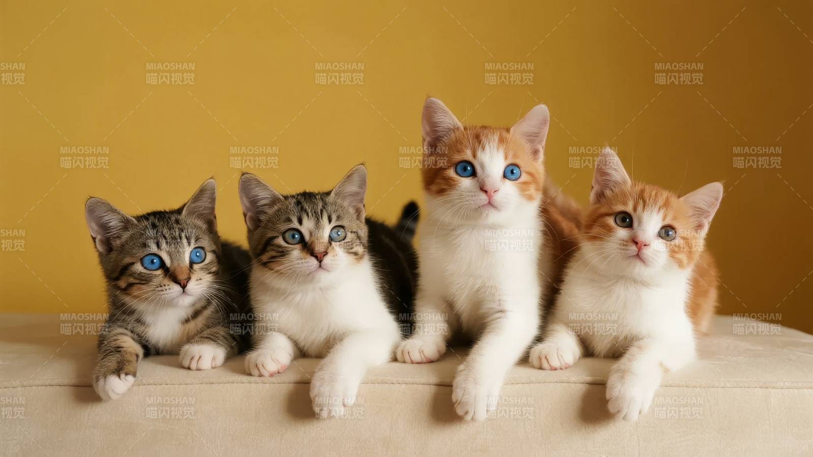 四只小猫并排坐图片