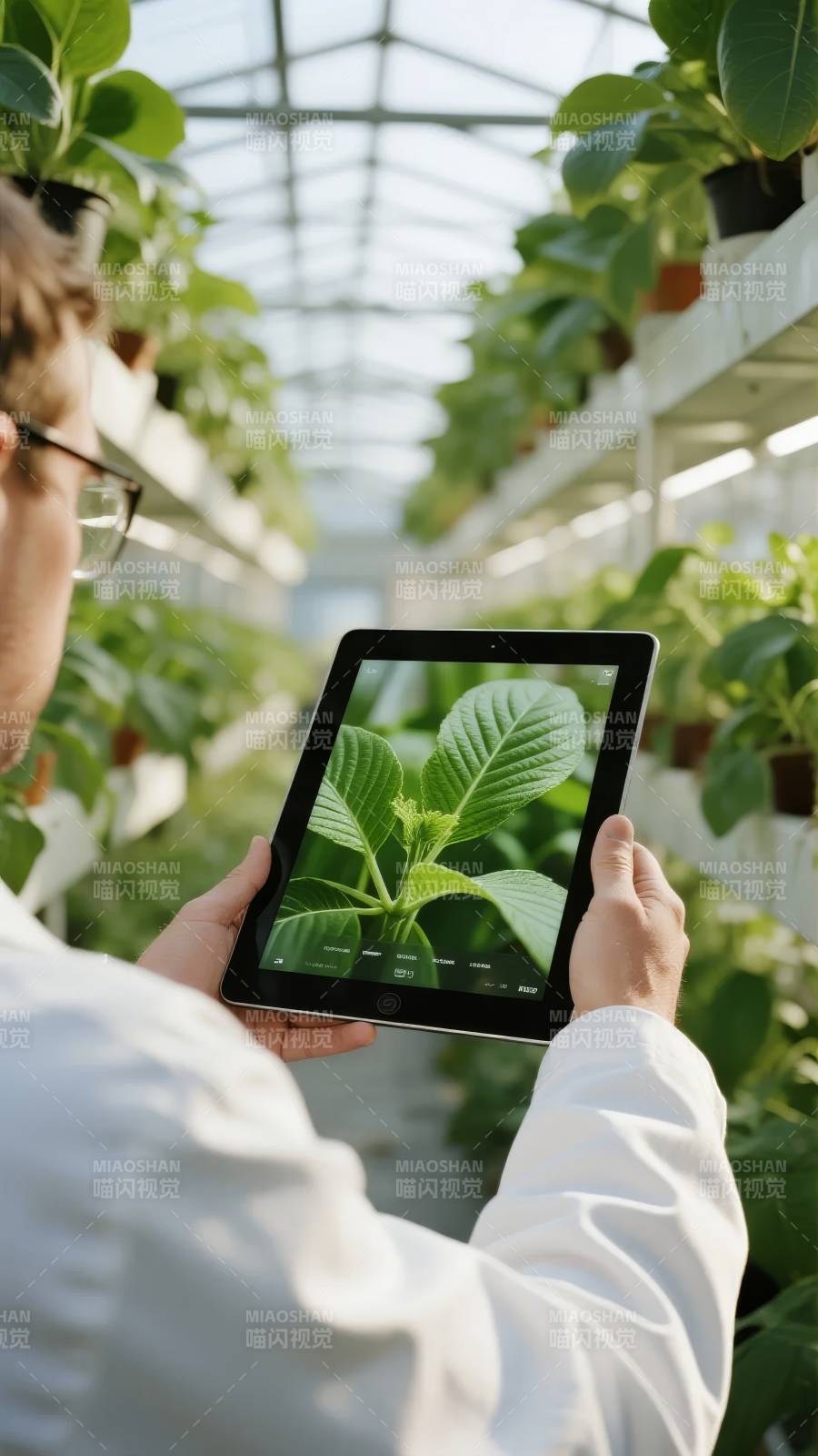 智能温室植物监测图片