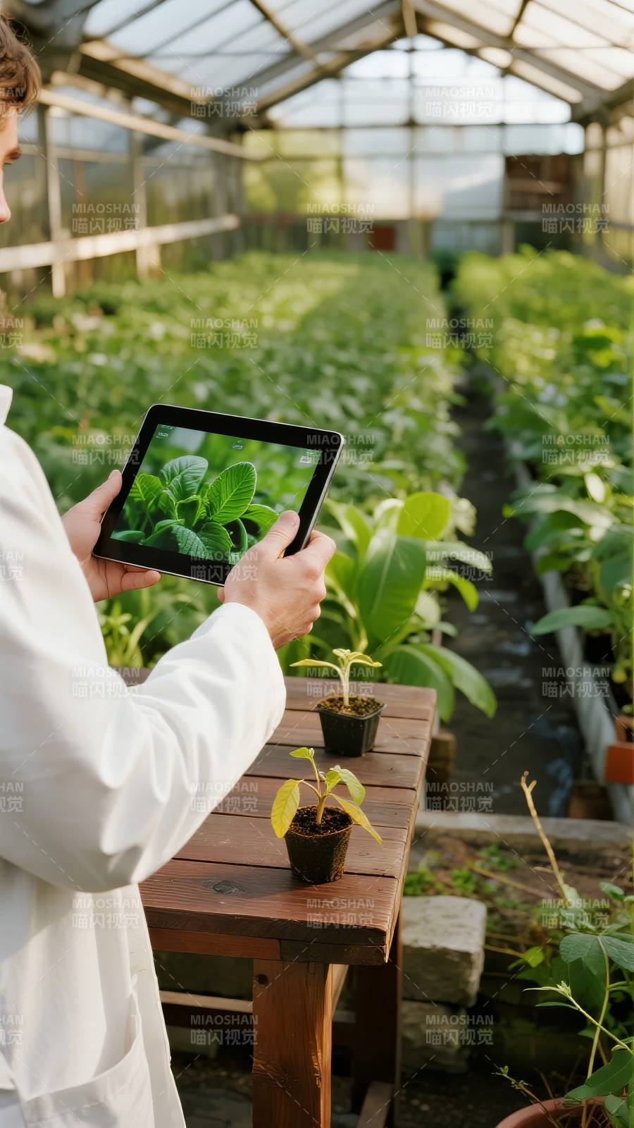 智能温室植物监测图片
