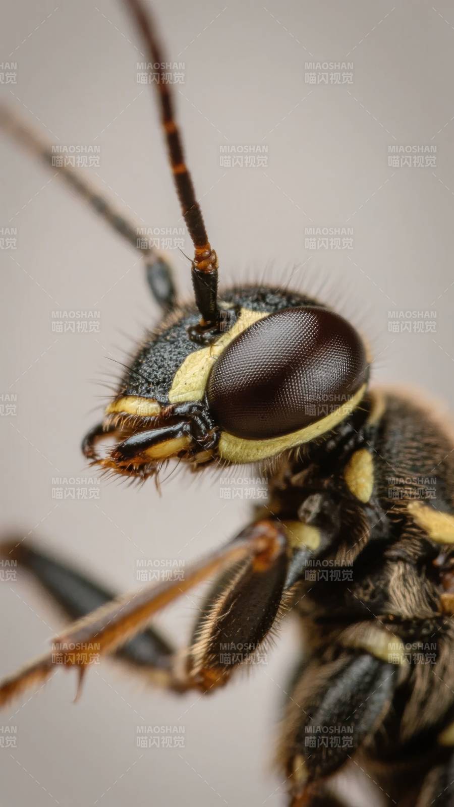 黄蜂特写图片