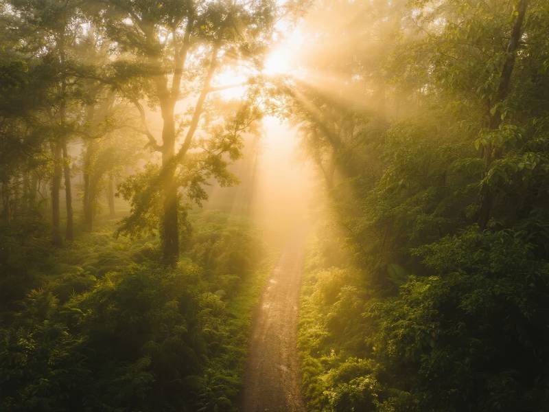 晨光穿透森林图片