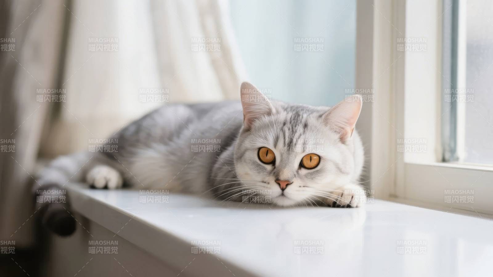 窗台上的灰白猫图片