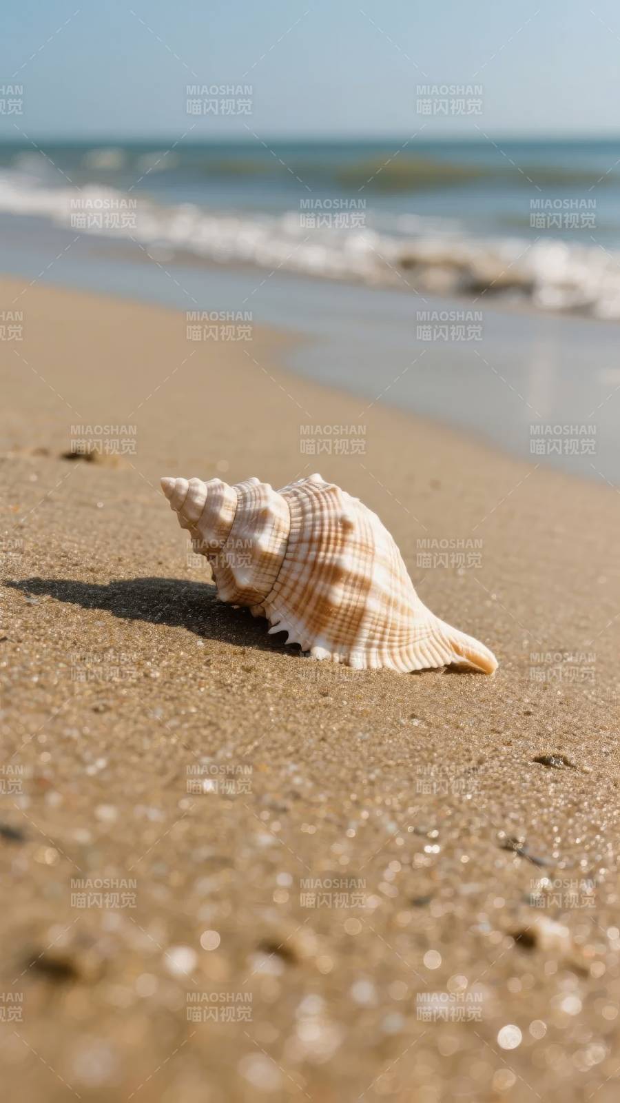 沙滩上的贝壳图片