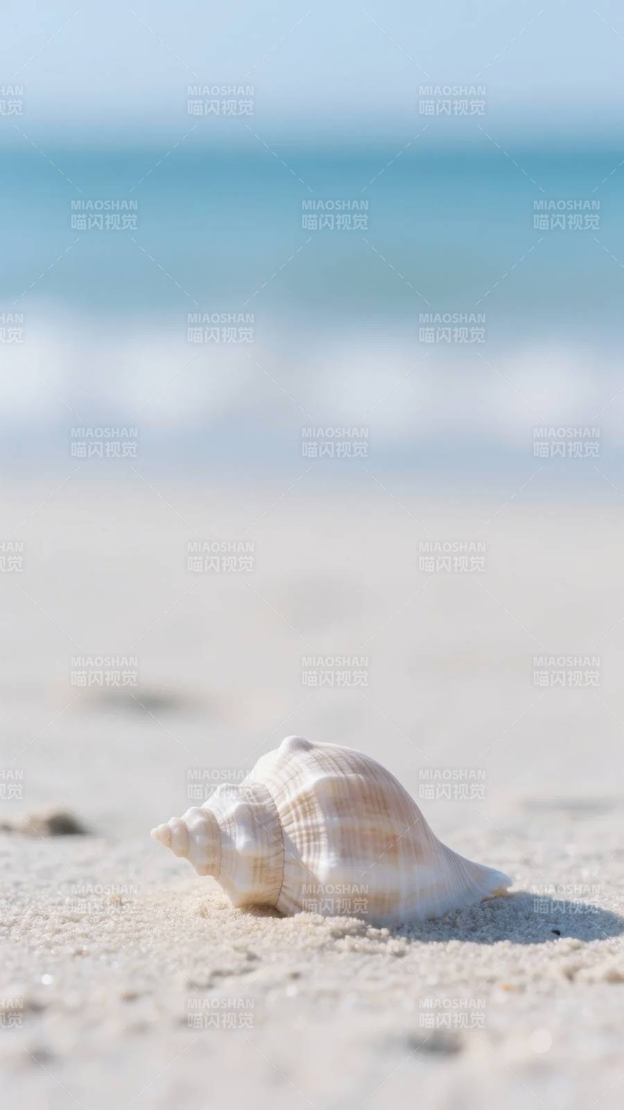 沙滩上的贝壳图片