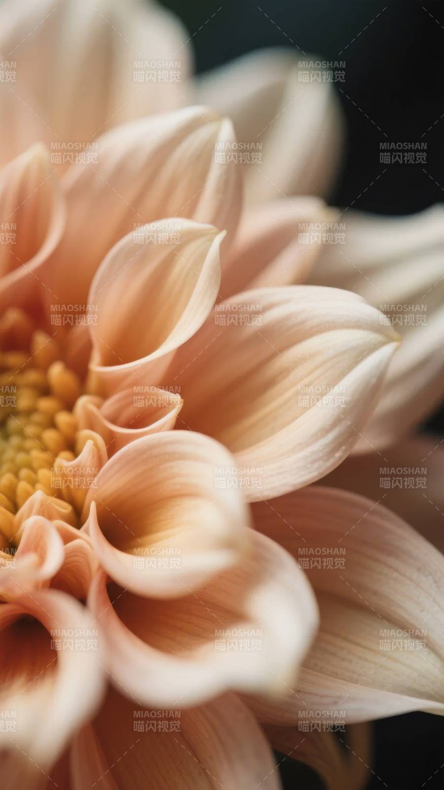 柔粉花蕊绽放图片