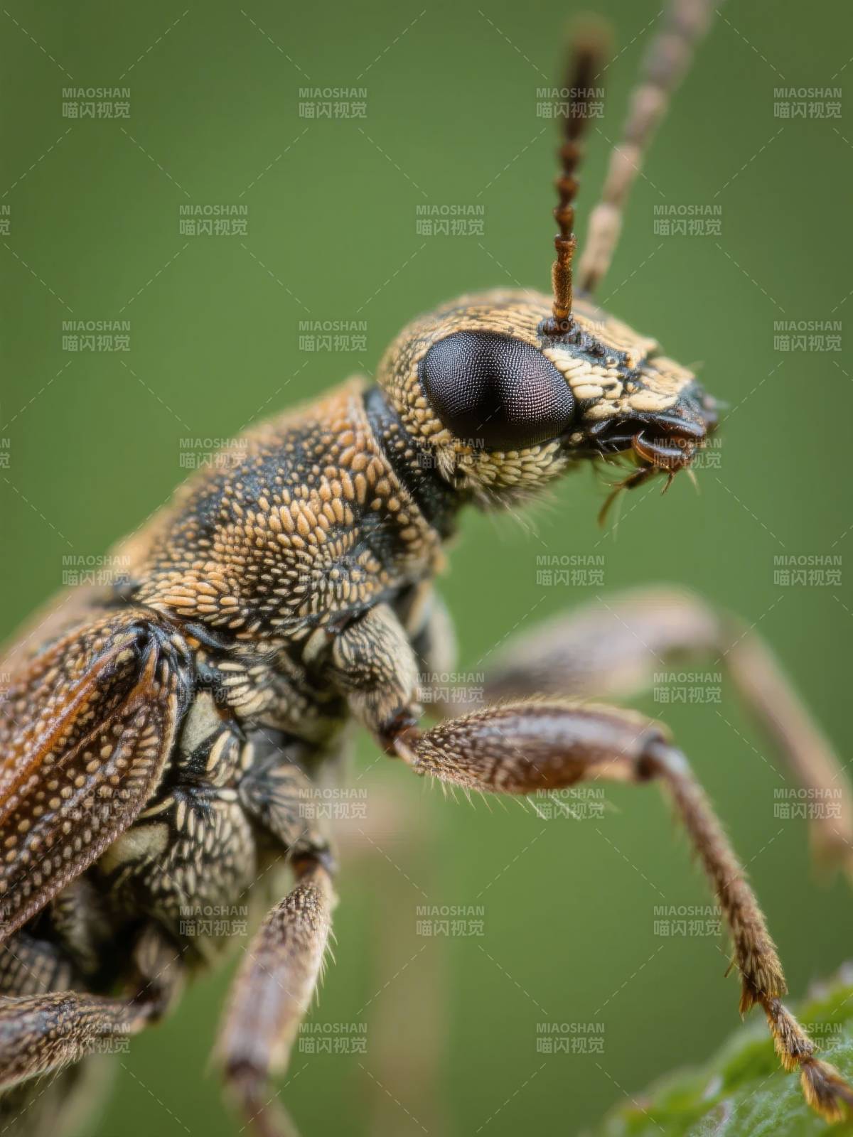 甲虫特写图片