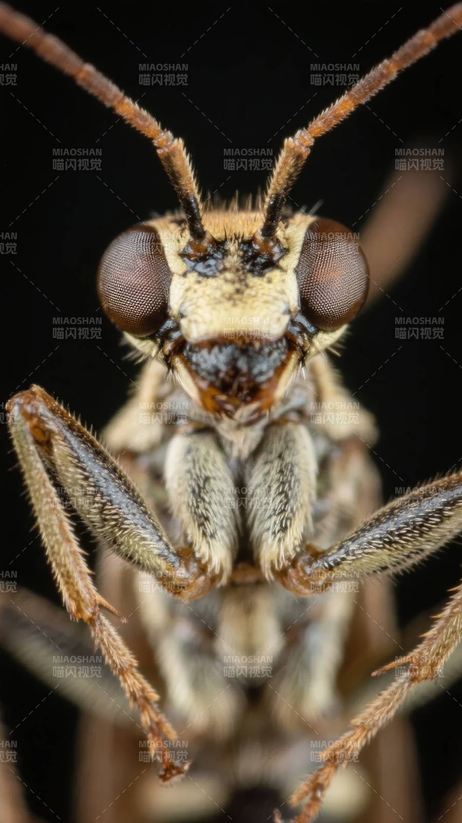 昆虫特写 复眼与触角图片