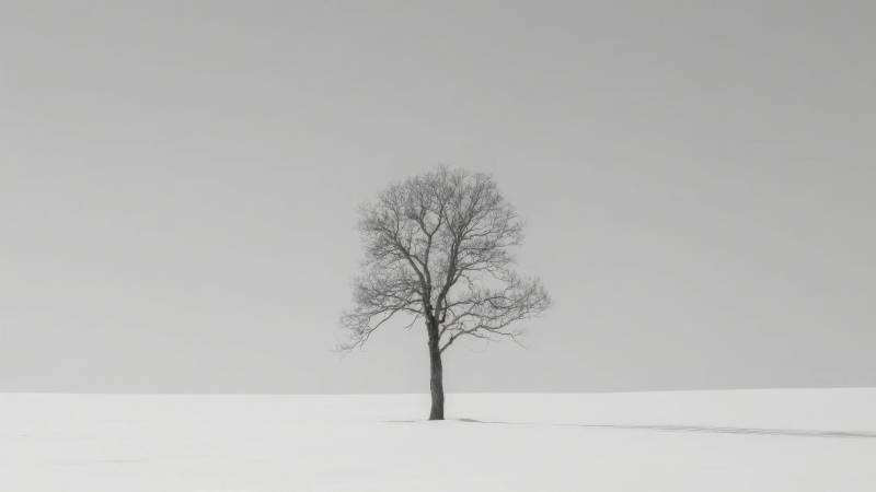 雪原孤树图片