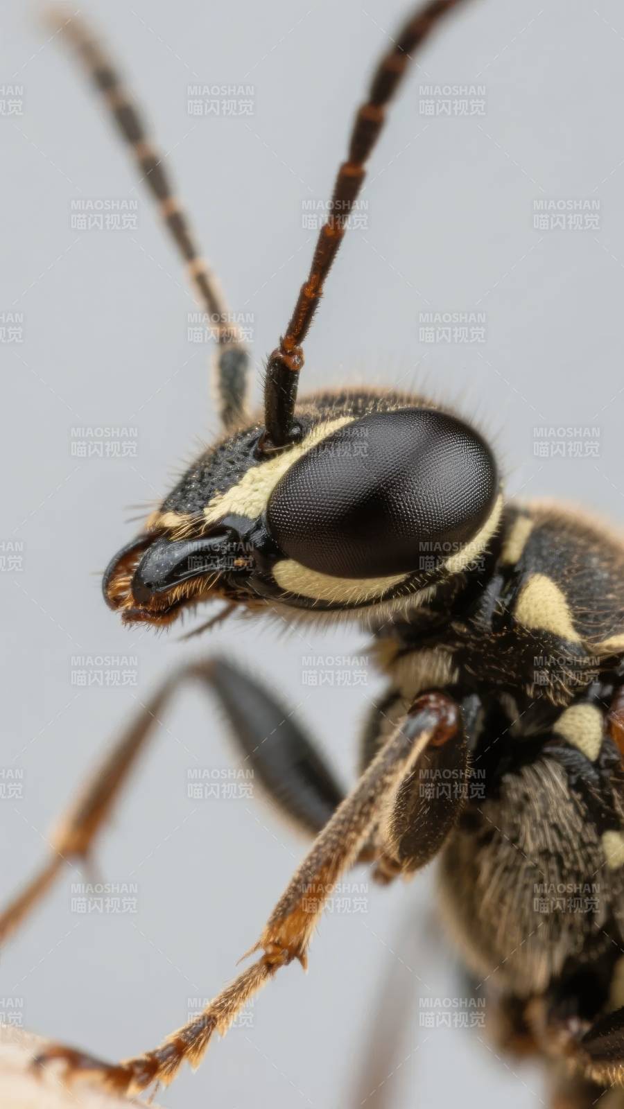 黄蜂特写镜头图片