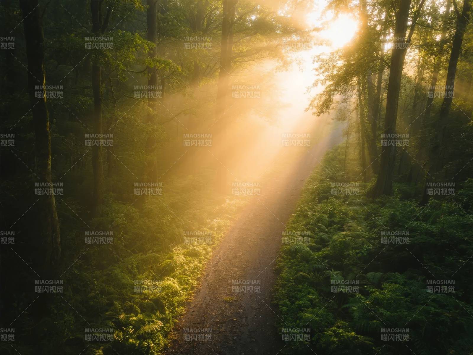 晨光林径图片