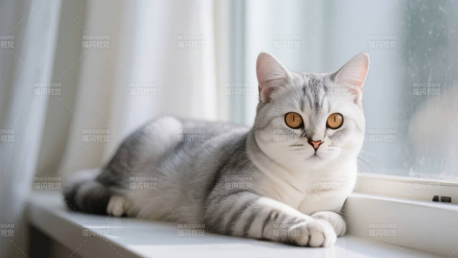 窗边灰白猫图片