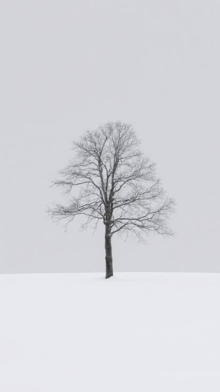 孤树雪原图片