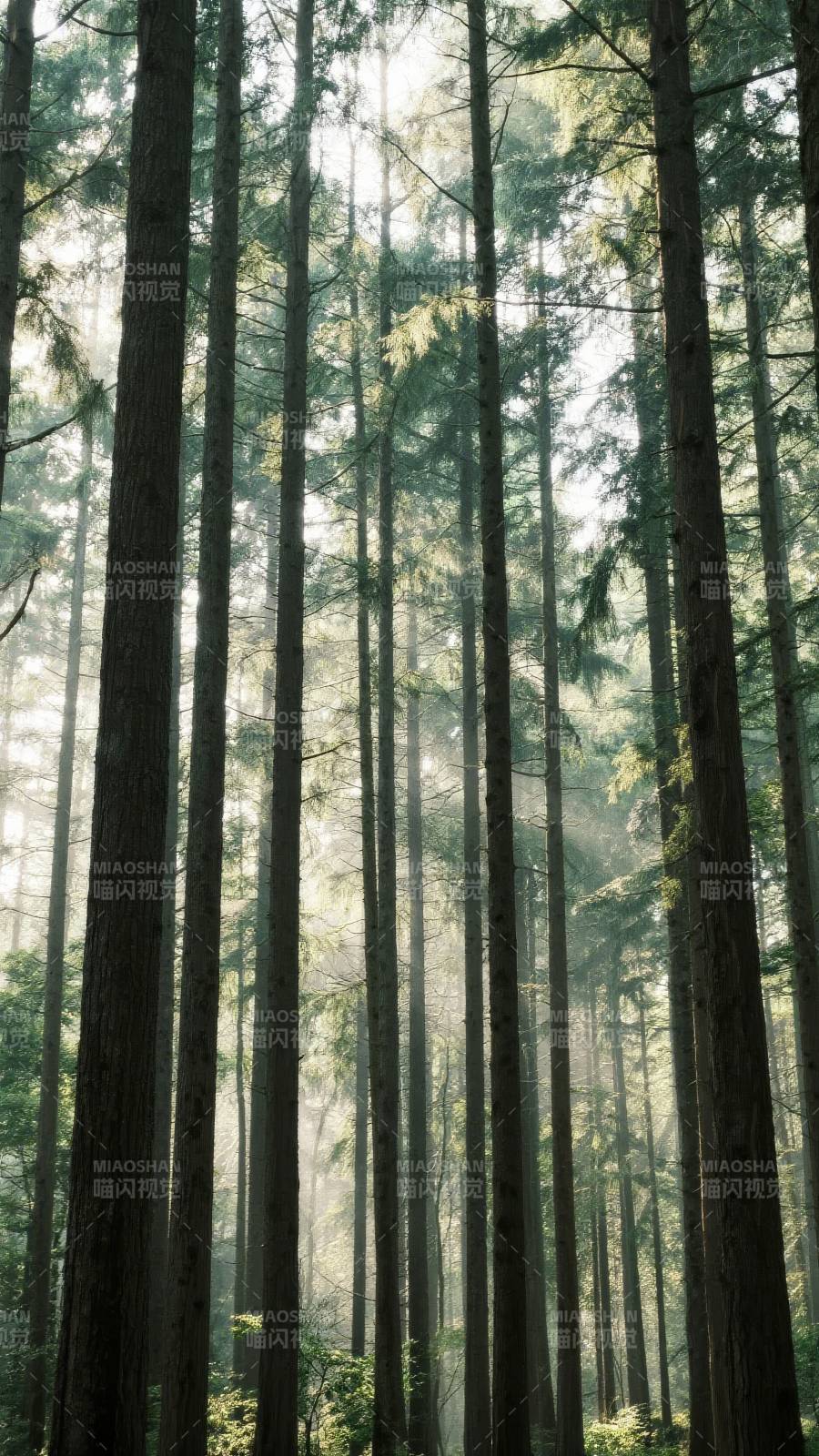 晨雾森林图片