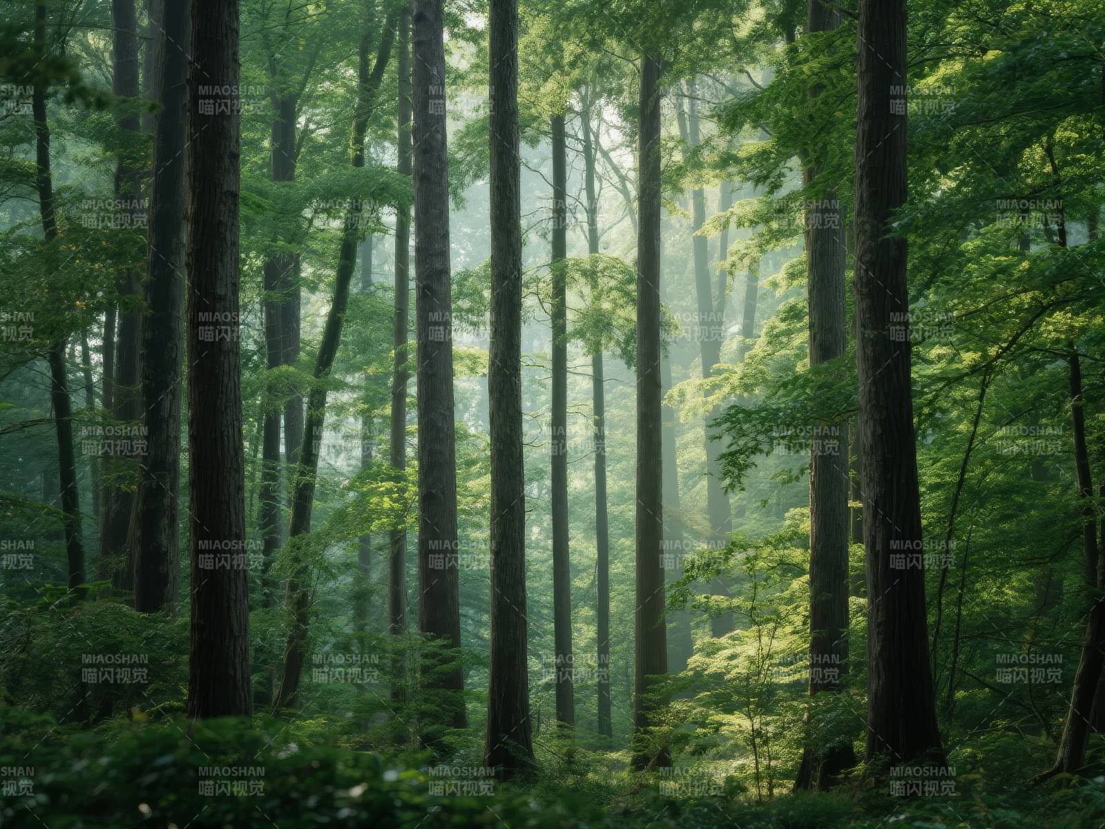 晨雾森林图片