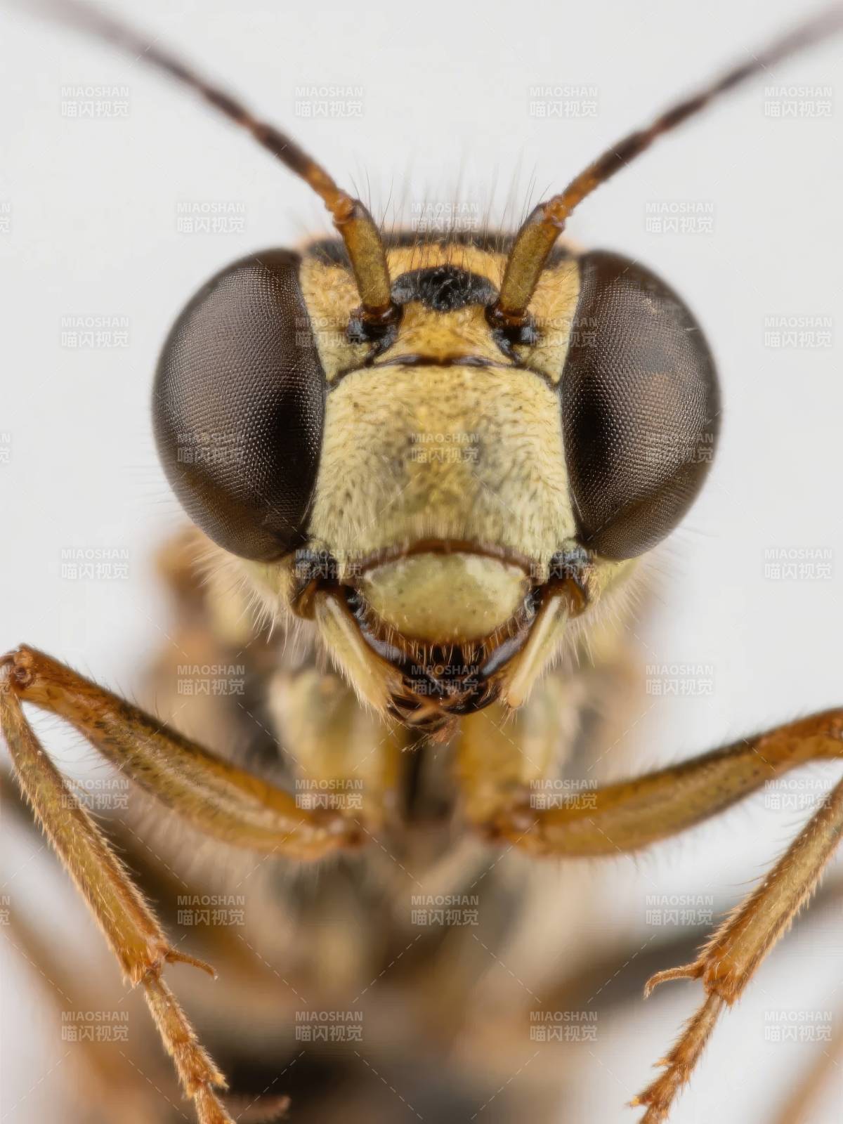 昆虫特写 复眼与触角图片