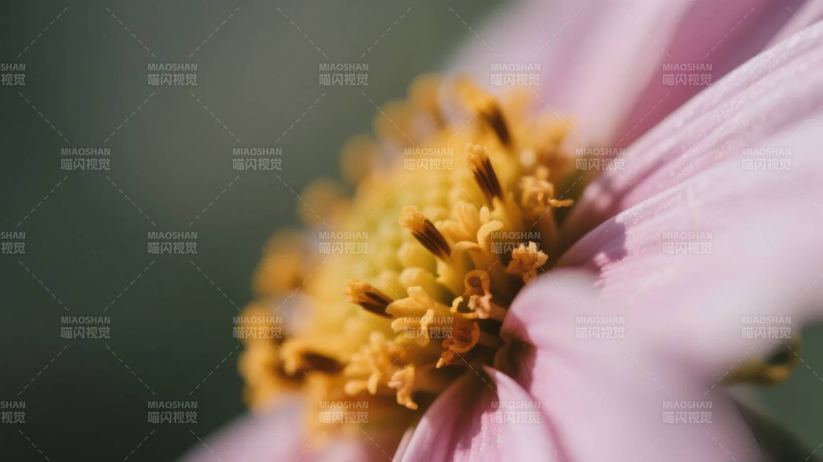 粉菊绽放 金蕊微颤图片