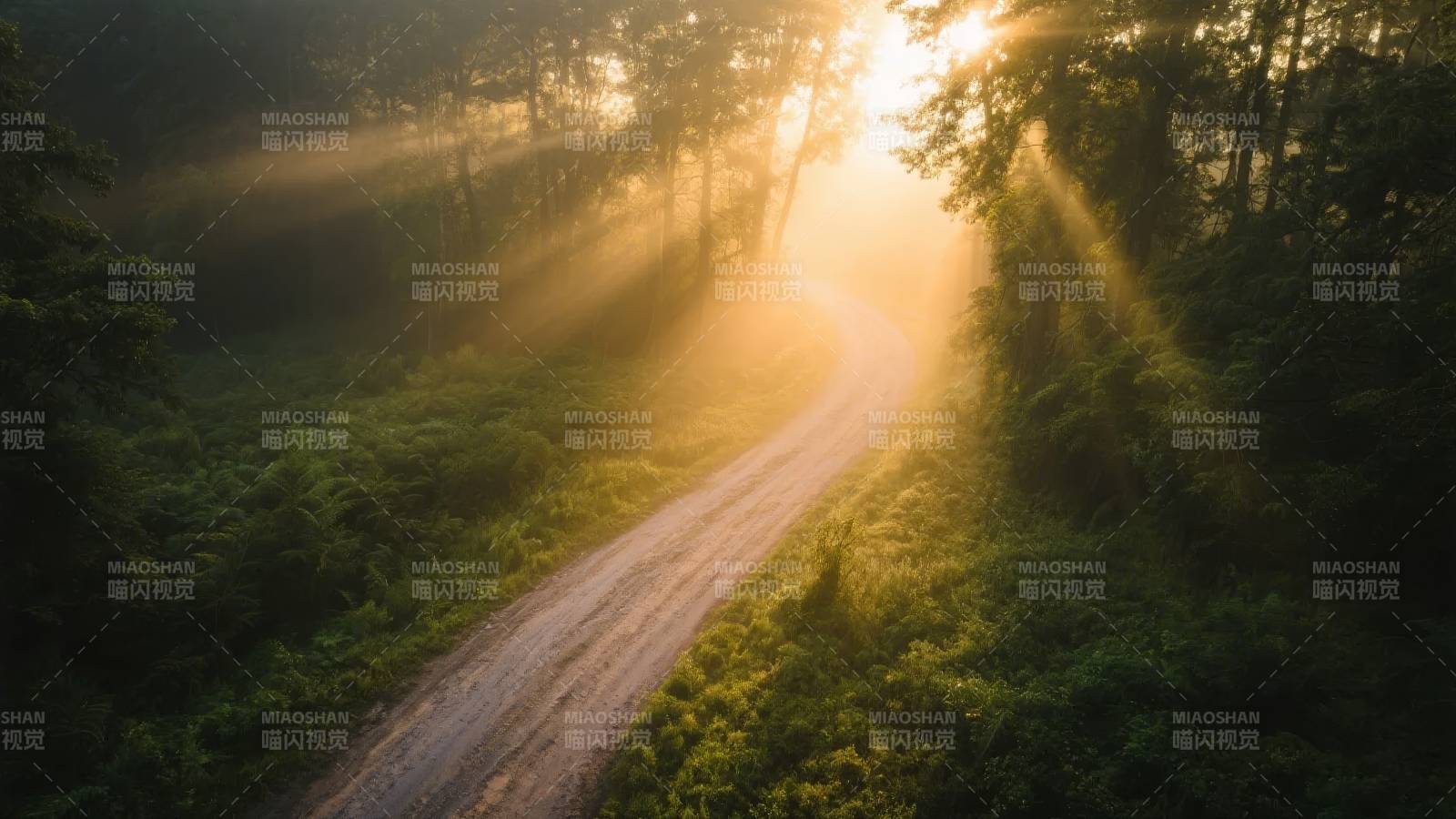 晨光林径图片