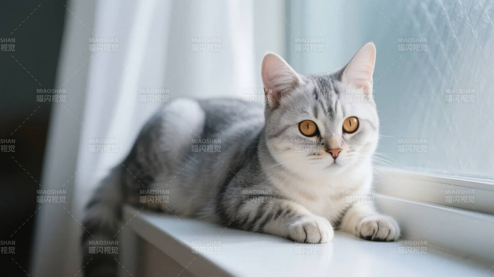 窗边灰白猫凝视图片