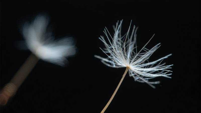 蒲公英的种子图片