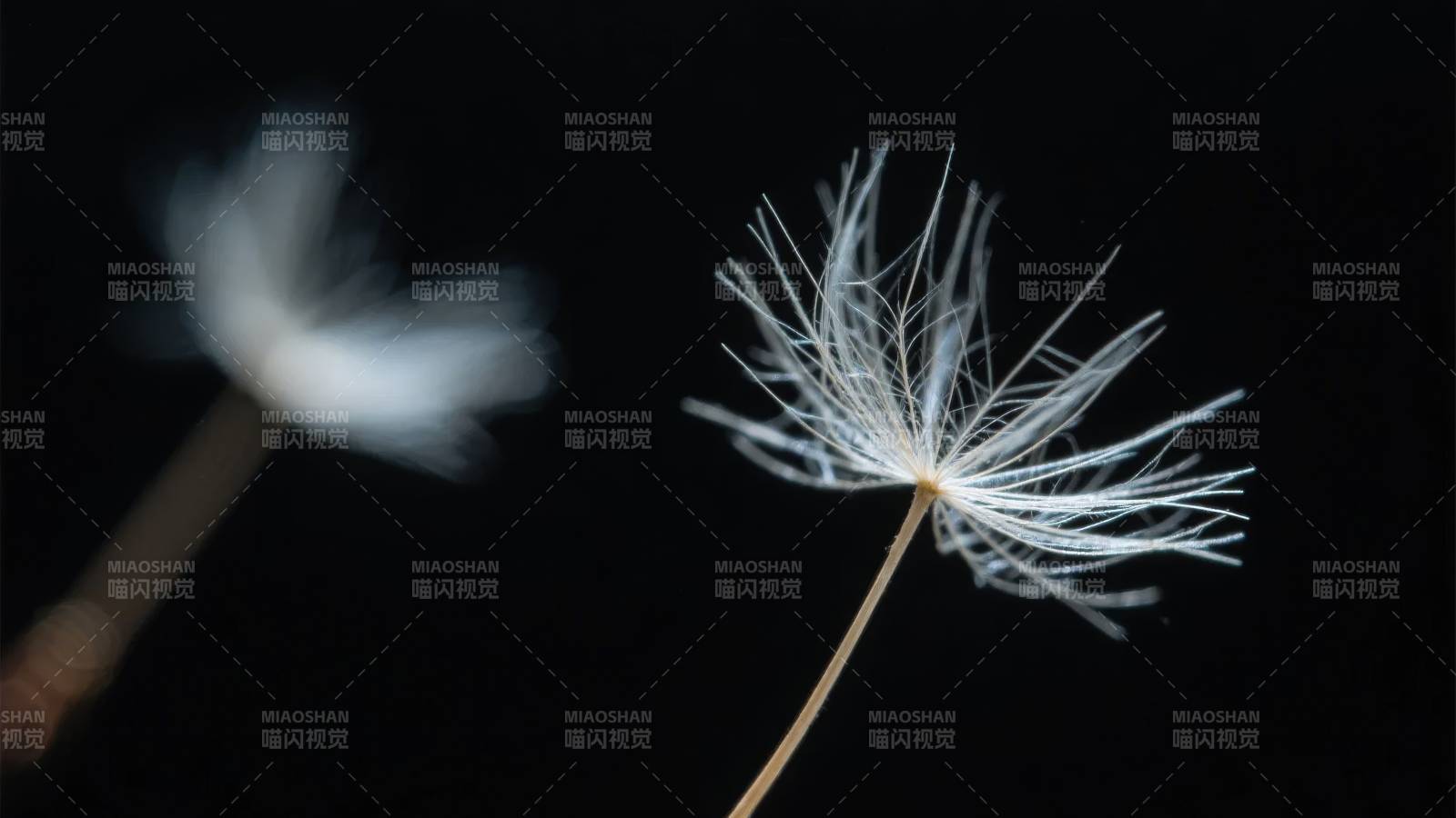 蒲公英的种子图片