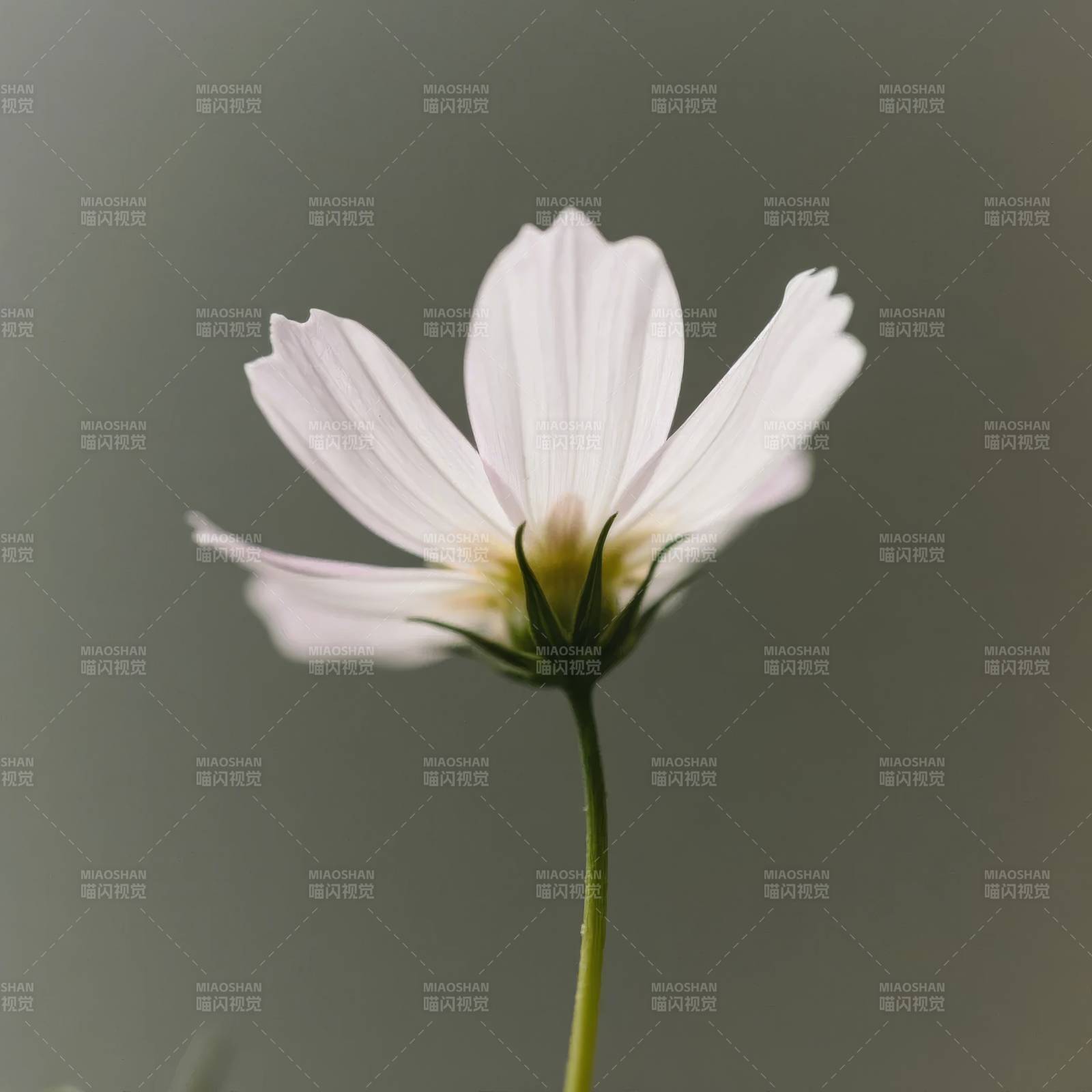 淡雅白菊绽放图片