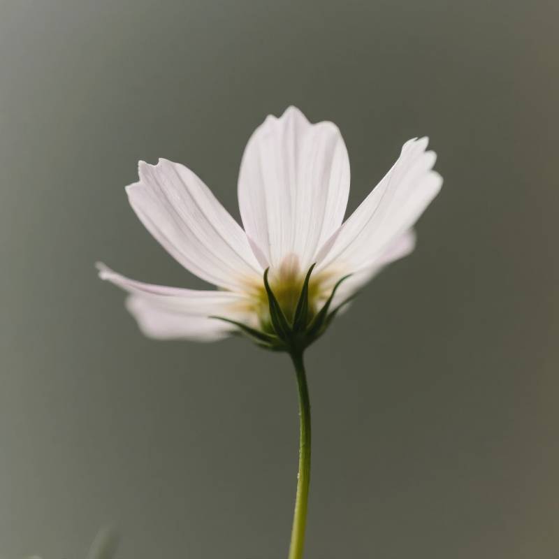 淡雅白菊绽放图片