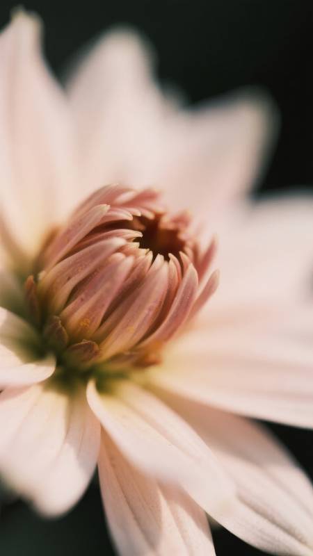 淡雅花蕊特写图片