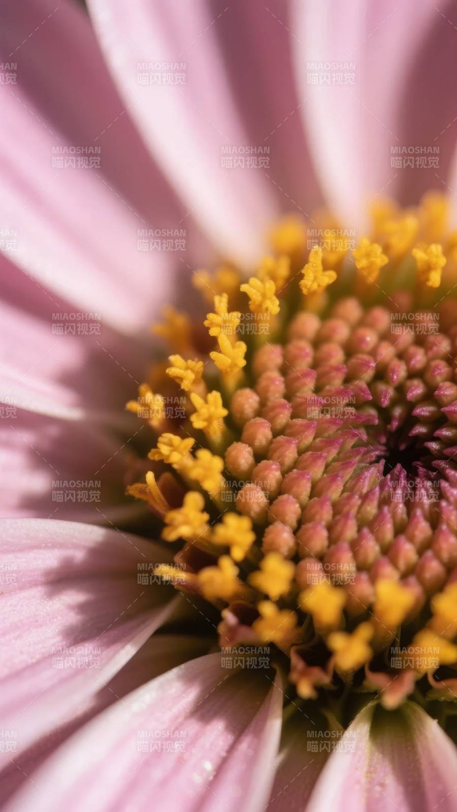 粉菊绽放 黄蕊点缀图片