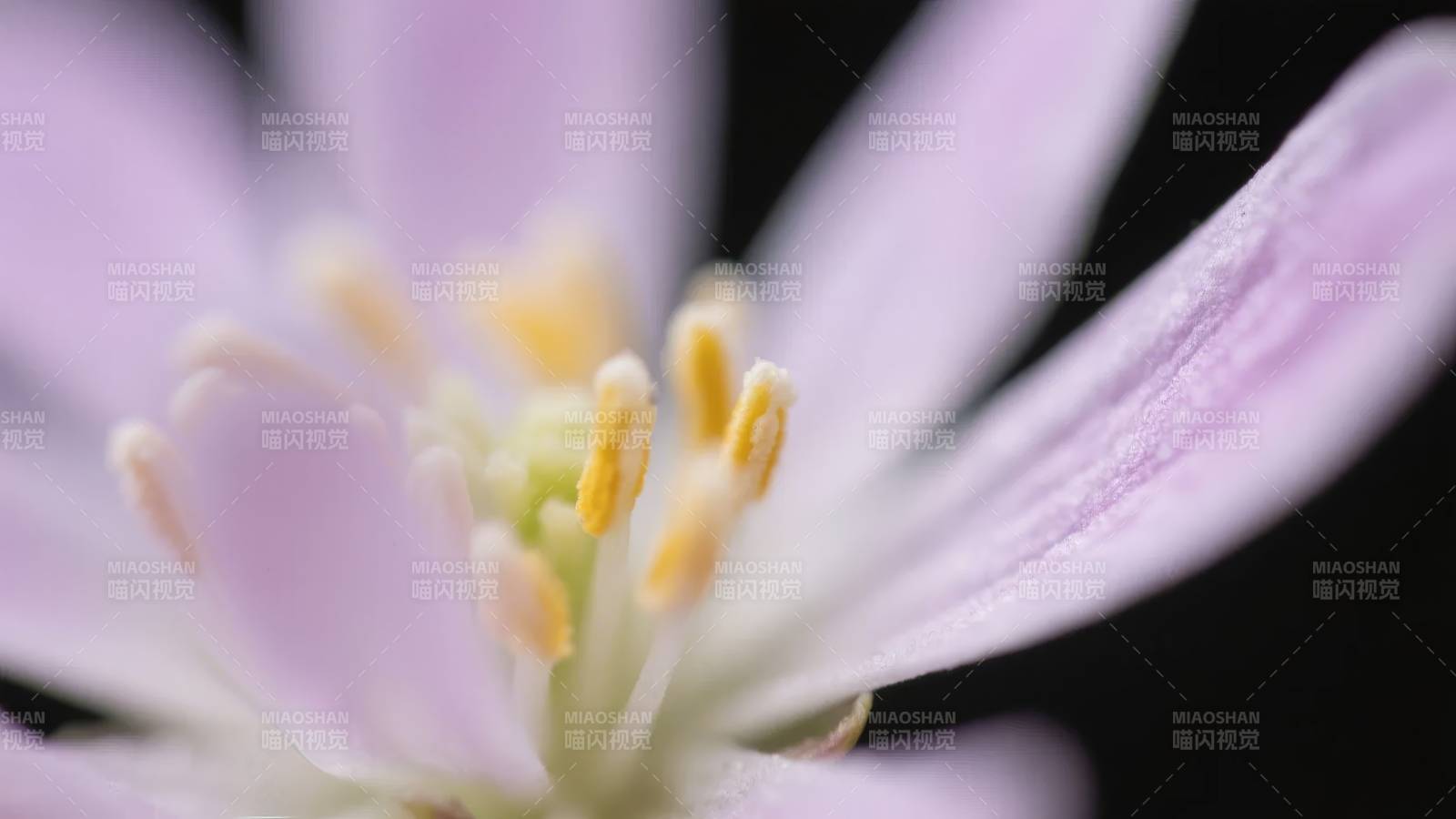 淡紫花蕊特写图片