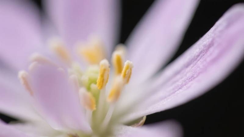淡紫花蕊特写图片