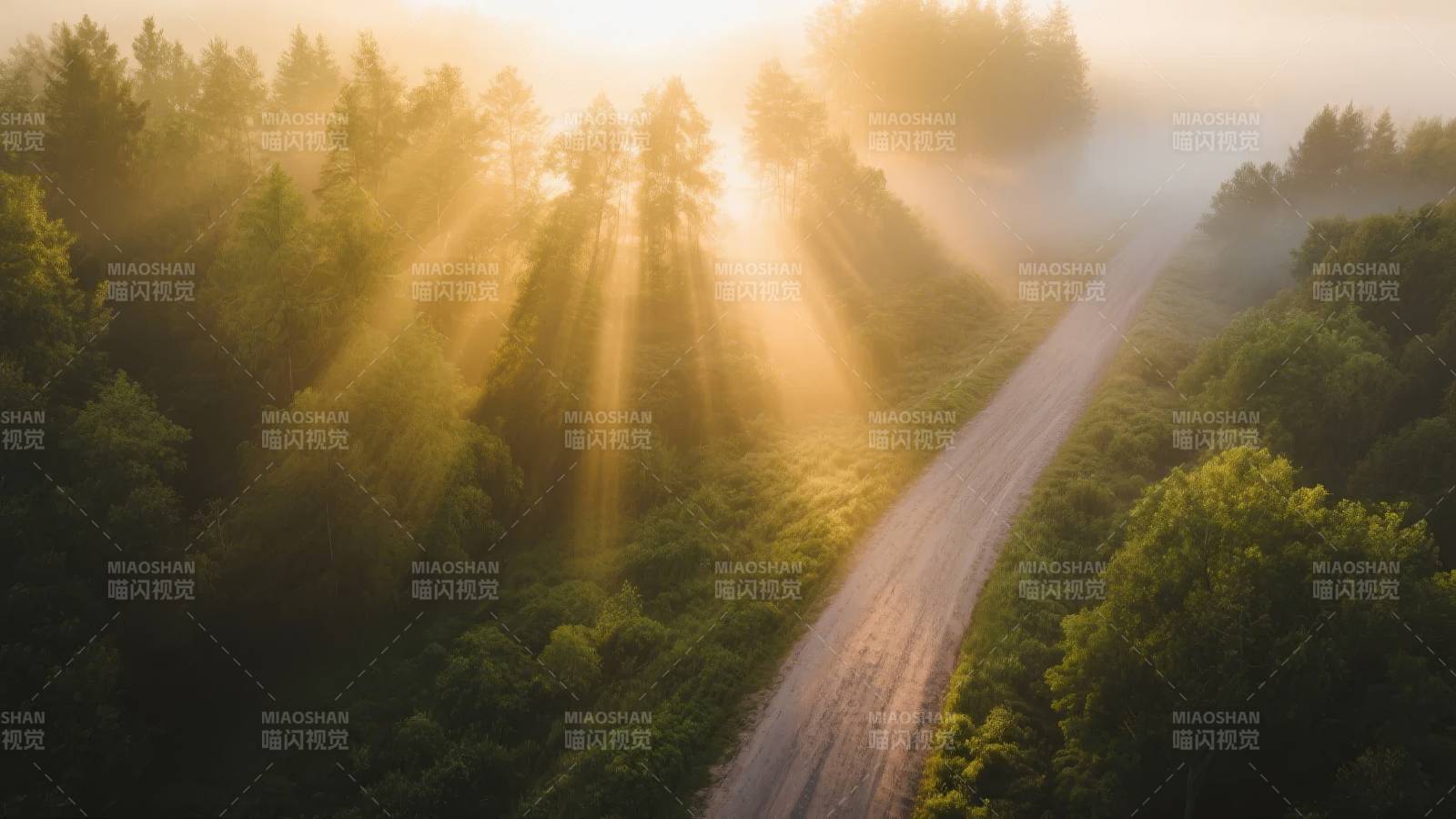 晨光穿透林间小径图片