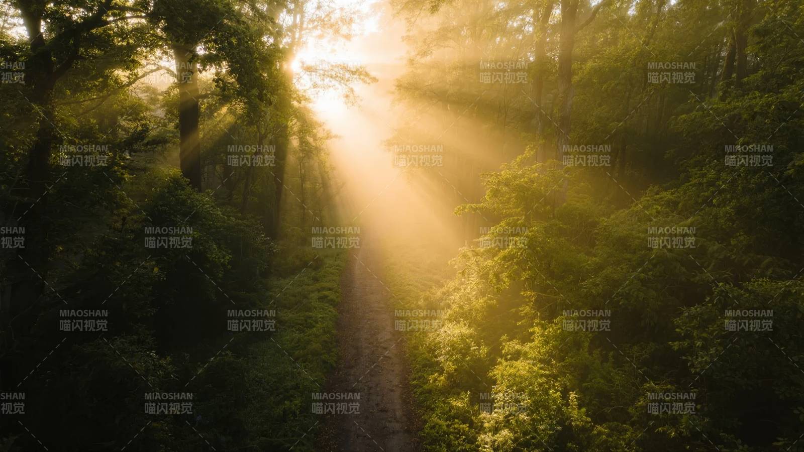 晨光穿透林间小径图片