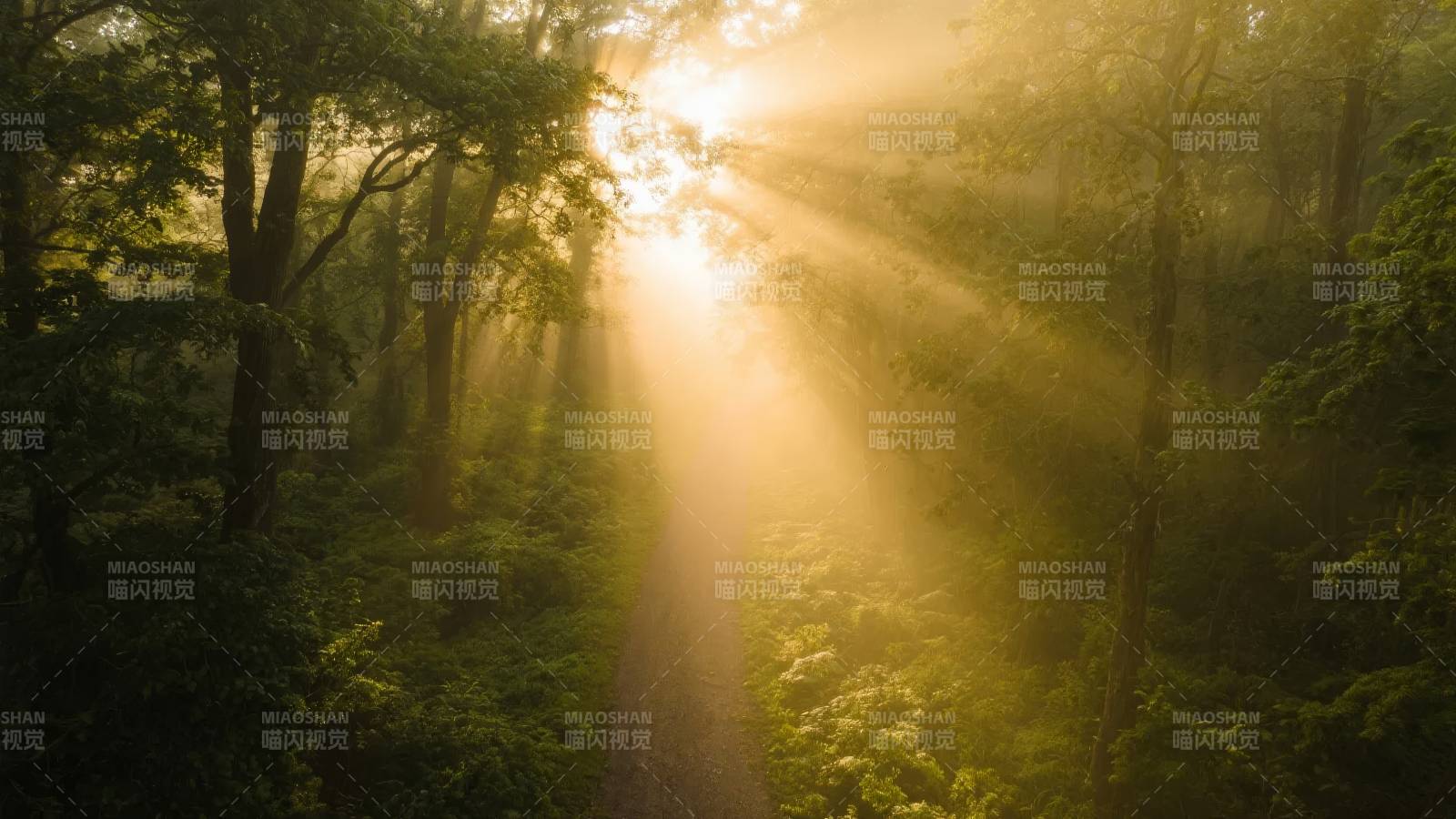 晨光穿透林间图片