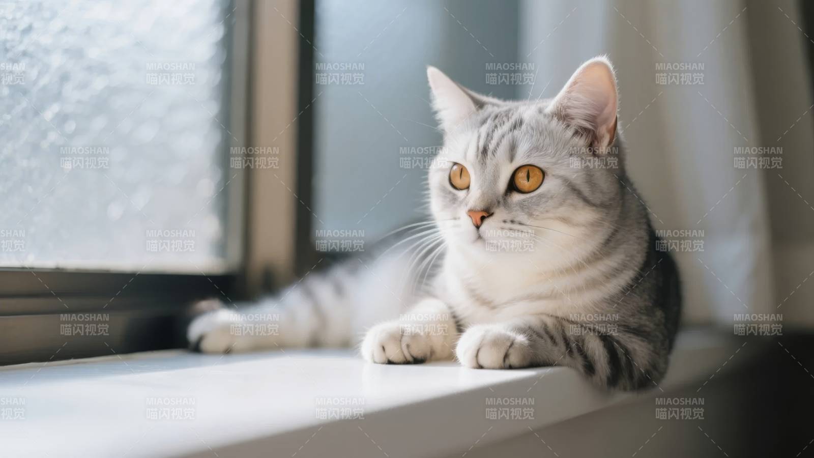 窗边猫咪凝望图片