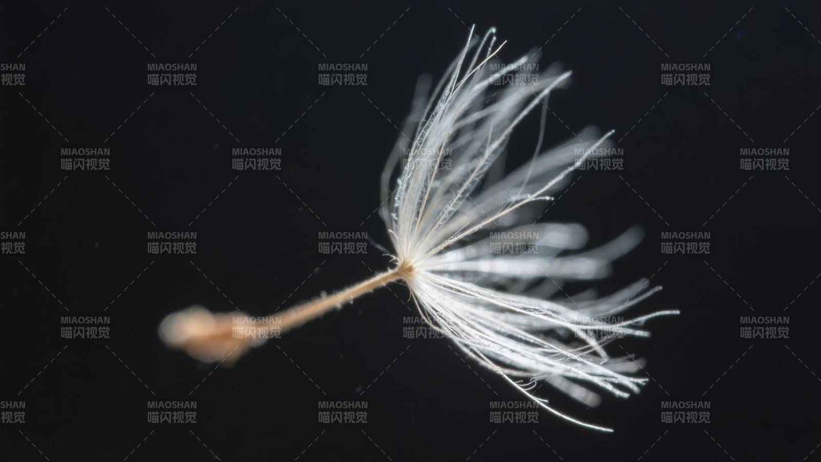 蒲公英种子飘飞图片