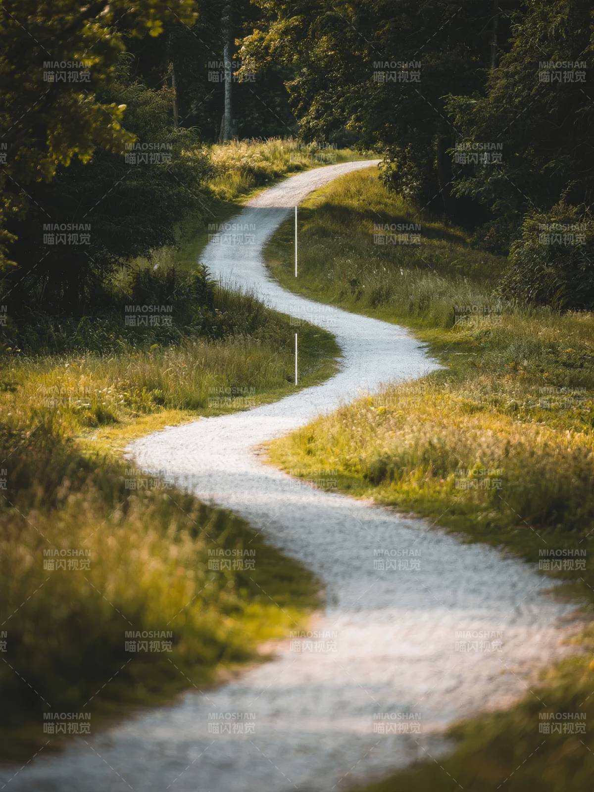 林间小径蜿蜒前行图片
